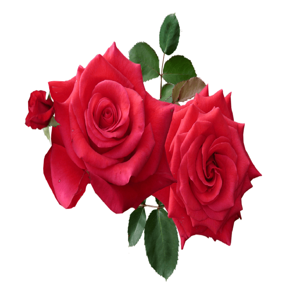 Rose of Paradise – Louis Cardin